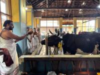 Go-Pujana at SCM Shirali Goshala (Pictures courtesy Shri Jnanesh Bhat Hattangadi)